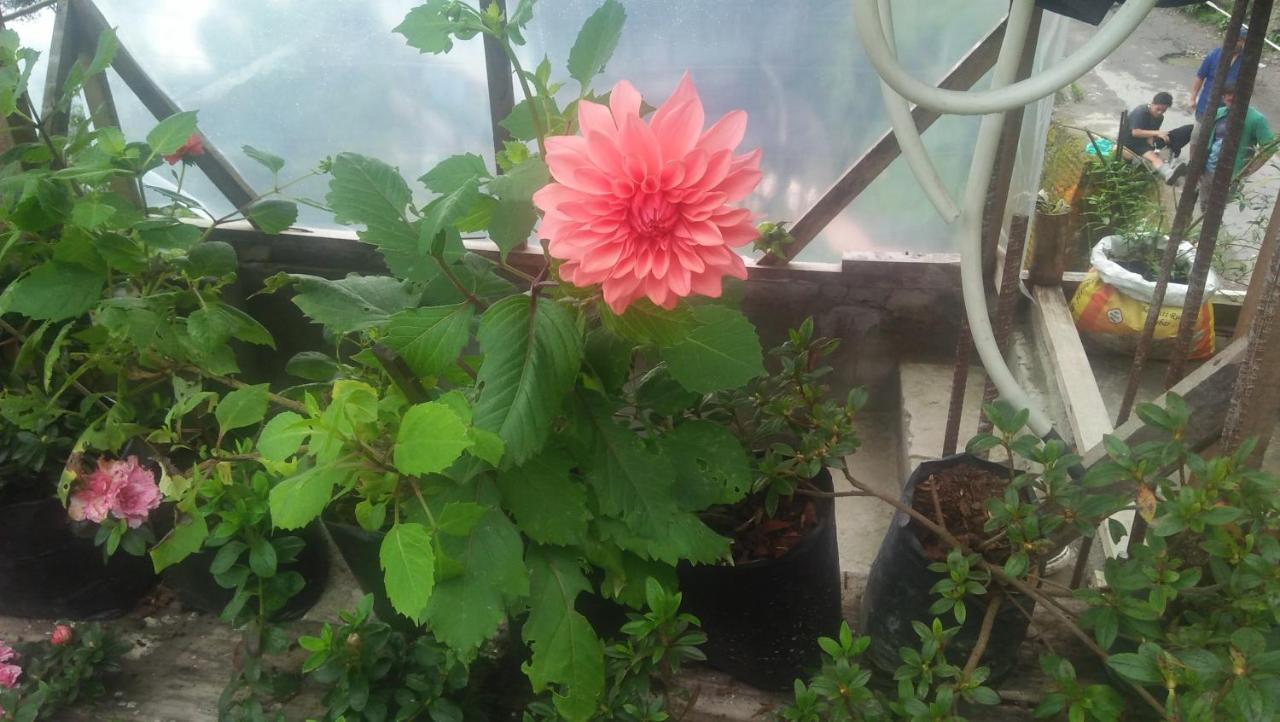 Shalom Inn Home Stay 다르질링 외부 사진
