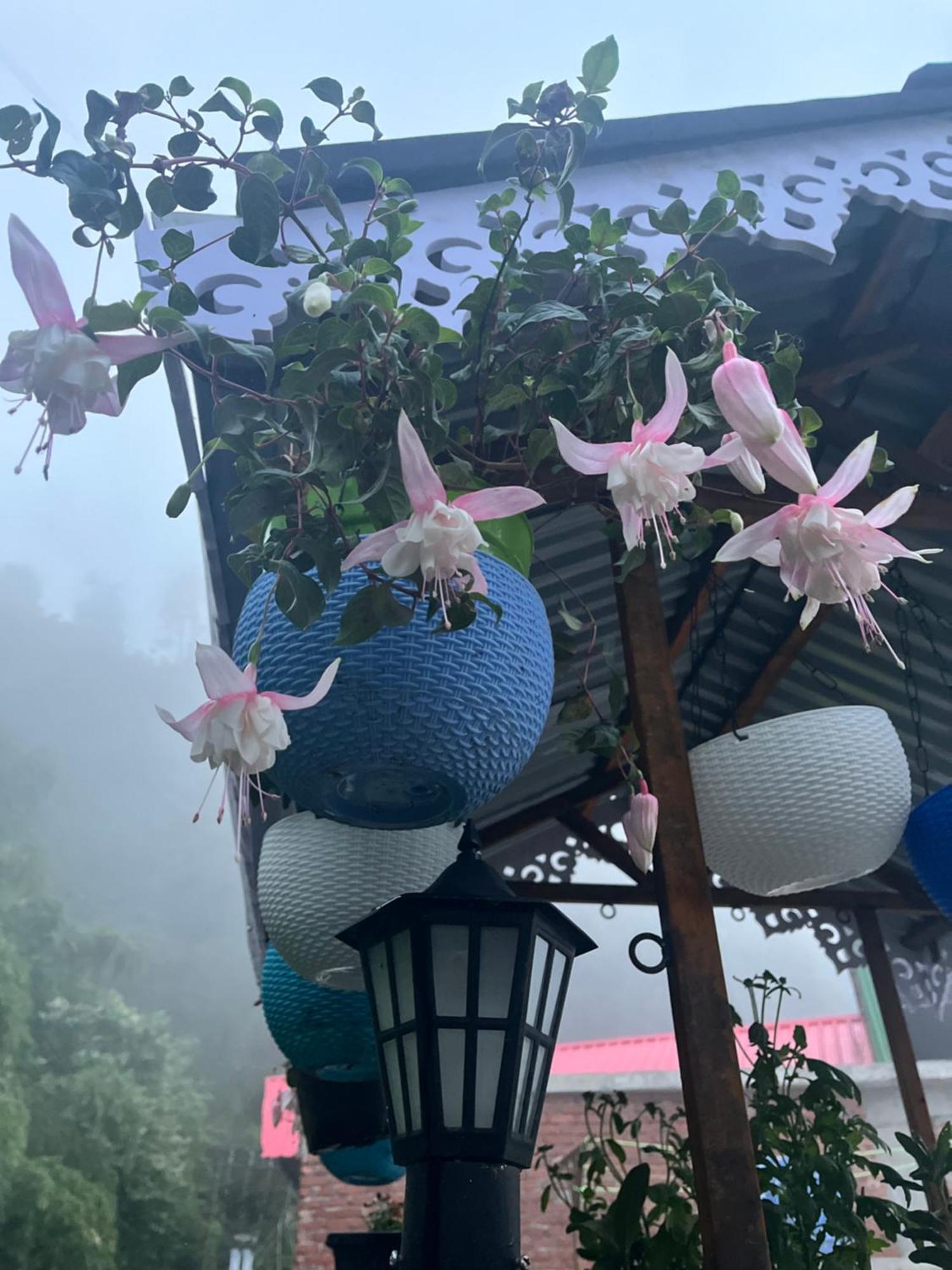 Shalom Inn Home Stay 다르질링 외부 사진