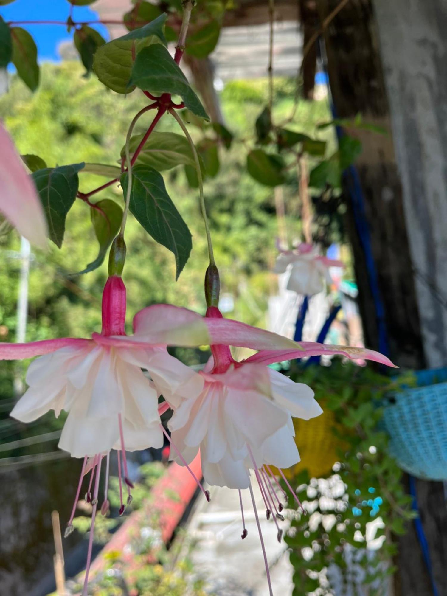 Shalom Inn Home Stay 다르질링 외부 사진